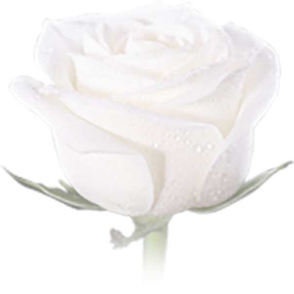 Aimee en Levy liet een witte roos achter